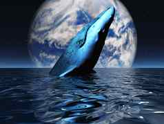鲸鱼海洋