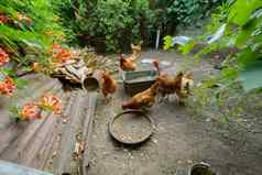 鸡家禽院子里吃