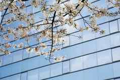 樱桃花朵现代摩天大楼