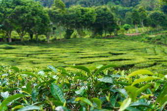 茶种植园卡梅隆谷绿色山高地马来西亚茶生产绿色灌木年轻的茶