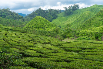 茶种植园卡梅隆谷绿色山高地马来西亚茶生产绿色灌木年轻的茶