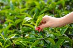 特写镜头女孩轻轻收集前叶子茶绿色灌木高山茶谷茶生产