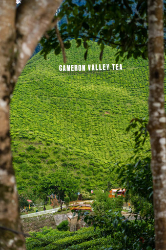 茶种植园卡梅隆谷绿色山高地马来西亚茶生产绿色灌木年轻的茶