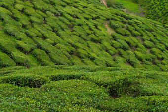 茶种植园卡梅隆谷绿色山高地马来西亚茶生产绿色灌木年轻的茶