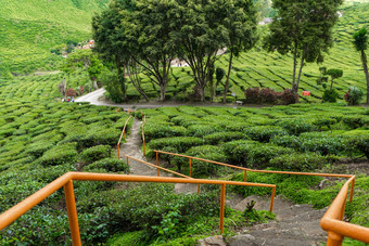 茶种植园卡梅隆谷绿色山高地马来西亚茶生产绿色灌木年轻的茶