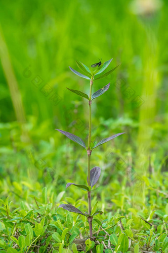 茎叶子buttonweed