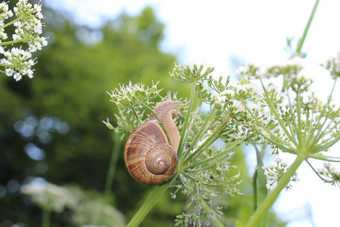 葡萄园蜗牛花