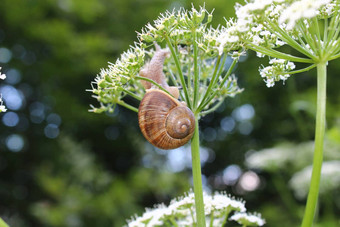 葡萄园蜗牛花