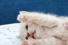 小英国短毛猫小猫提高了爪子空气