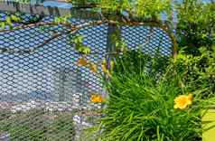 细节蜂鸟他来了campsisRadicans日益增长的扶手黄色的黄花菜萱草属植物阳台维也纳