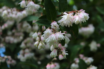 美丽的茉莉花花园