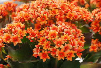 长寿植物橙色花长寿Blossfeldiana