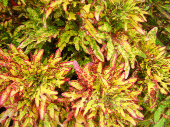 红色的黄色的叶子锦紫苏荚蒾属scutellarioides