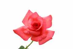 精致的红色的伊什粉红色的玫瑰孤立的白色背景