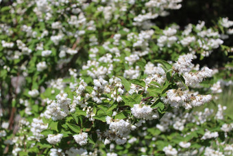 美丽的茉莉花花园