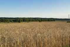 小麦粮食场阳光明媚的一天麦片有机农业