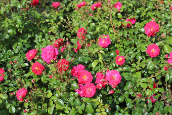 红色的玫瑰花园