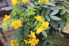植物黄色的花朵