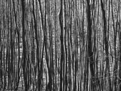 树干年轻的山毛榉树黑色的白色自然模式背景