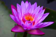 睡莲紫色的颜色蜜蜂中心花粉明亮的
