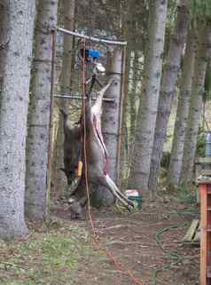 猎杀死去内脏罗伊鹿野猪去内脏挂肉成熟森林边缘