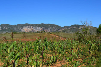 玉米作物场谷聚乙烯醇纤维古巴