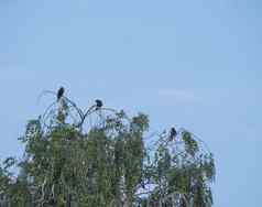 集团黑色的鸟烟乌鸦座寒冷坐在桦木树分支蓝色的天空复制空间