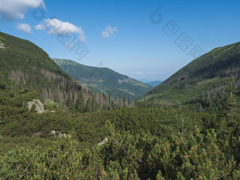 美丽的山谷smutna多丽娜云杉树森林矮擦洗松绿色山山峰西方基山rohace斯洛伐克夏<strong>天蓝色</strong>的<strong>天空背景</strong>