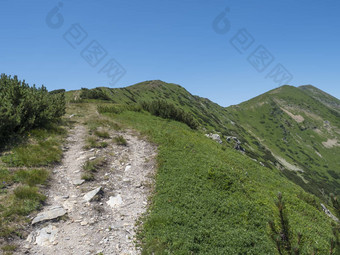 美丽的山景观西方塔特拉山山rohace全景锋利的绿色长满草的山山峰矮擦洗松徒步旅行小道脊夏<strong>天蓝色</strong>的<strong>天空背景</strong>