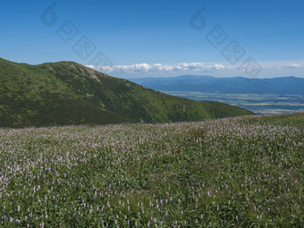 视图谷liptov谷徒步旅行小道草地盛开的粉红色的Plantago花西方塔特拉山山rohace夏<strong>天蓝色</strong>的<strong>天空背景</strong>