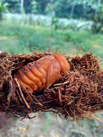 亚洲人的<strong>犀牛</strong>甲虫椰子<strong>犀牛</strong>甲虫椰子棕榈<strong>犀牛</strong>甲虫自然背景动物物种<strong>犀牛</strong>甲虫家庭金龟子科