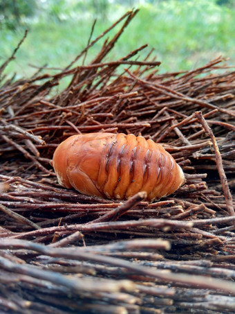 亚洲人的<strong>犀牛</strong>甲虫椰子<strong>犀牛</strong>甲虫椰子棕榈<strong>犀牛</strong>甲虫自然背景动物物种<strong>犀牛</strong>甲虫家庭金龟子科