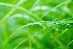 美丽的绿色草雨水会枯萎宏自然背景