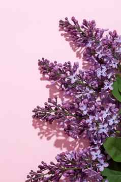 紫色的淡紫色花花束粉红色的背景时尚的花问候卡