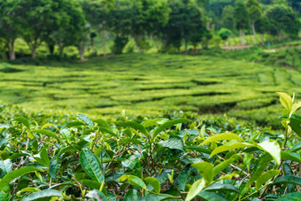 茶种植园卡梅隆谷绿色山高地马来西亚茶生产绿色灌木年轻的茶