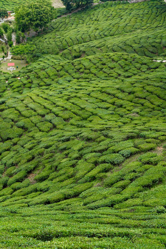 茶种植园卡梅隆谷绿色山高地马来西亚茶生产绿色灌木年轻的茶