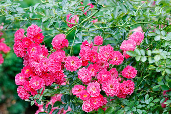 华丽的布什卷曲的玫瑰酒色呈美丽的花盛开的夏天花园特写镜头