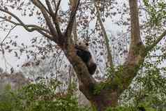 巨大的熊猫攀爬树在户外