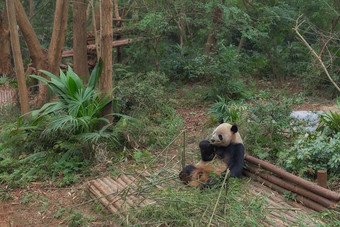 巨大的<strong>熊猫吃竹子</strong>