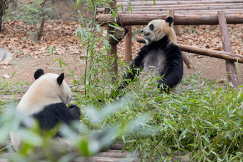 巨大的熊猫吃竹子