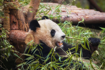 巨大的熊猫吃竹子