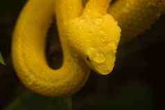黄色的有毒的蛇树