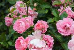 粉红色的色彩斑斓的玫瑰花玫瑰花园软山羊