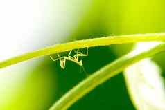 幼虫螳螂美丽的少女螳螂日益增长的昆虫