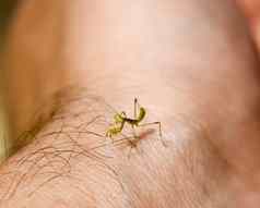 幼虫螳螂美丽的少女螳螂日益增长的昆虫