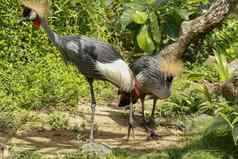 加冕起重机绿色草巴利阿里卡轩辕鸟起重机家庭鹤科发现非洲乌干达异国情调的鸟有趣的发型