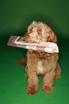 奥达猎犬携带报纸口