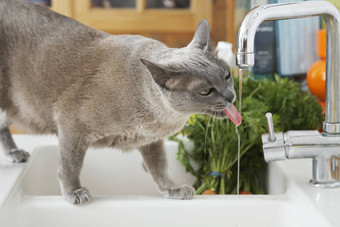 灰色猫喝水利用