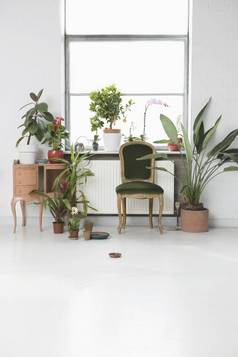 房子室内椅子盆栽植物窗口