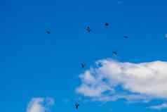 鸽子鸟飞行多云的天空